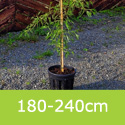 Alnus Imperialis Half Standard 180-240cm